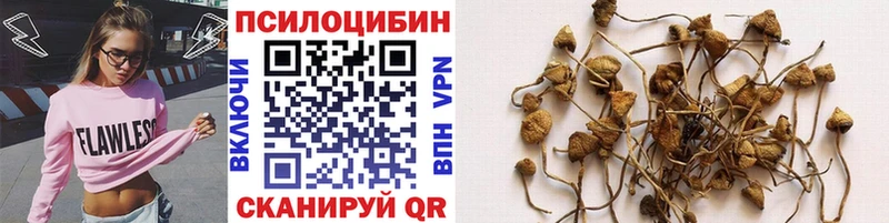 купить наркотик  Завитинск  Псилоцибиновые грибы ЛСД 